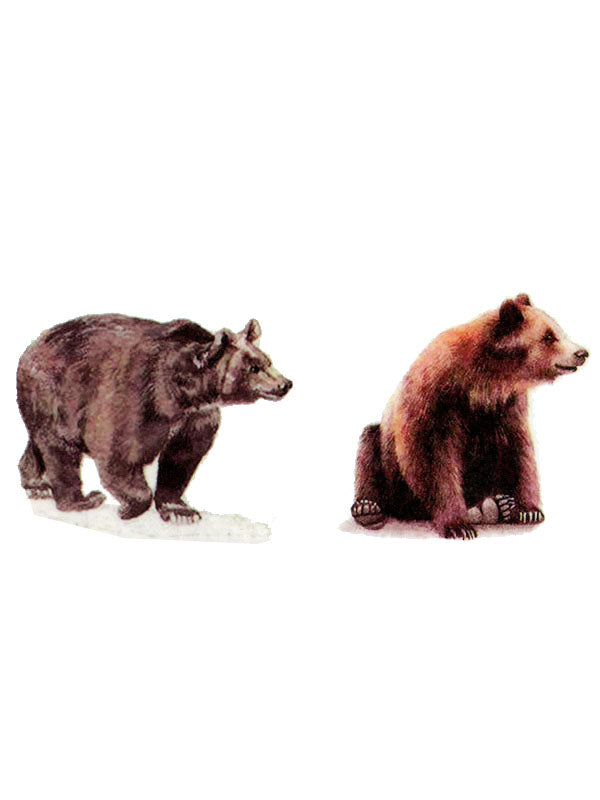 Brown Bears - Tatouage Ephémère - Tattoo Forest