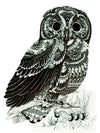 Mandala Owl's Talons - Tatouage Ephémère - Tattoo Forest