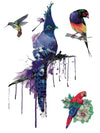 Parrot, Hummingbird and Blue Jay