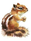 Squirell