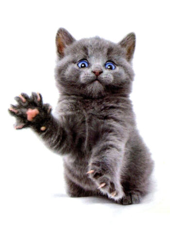 Tatouage Temporaire Chat Mignon