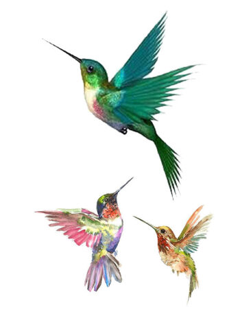 Tattoo-Forest: Tatouage Temporaire Colibri Oiseau Couleur