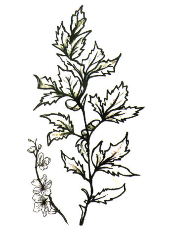 Tattoo-Forest: Tatouage Temporaire Feuille Chene Nature