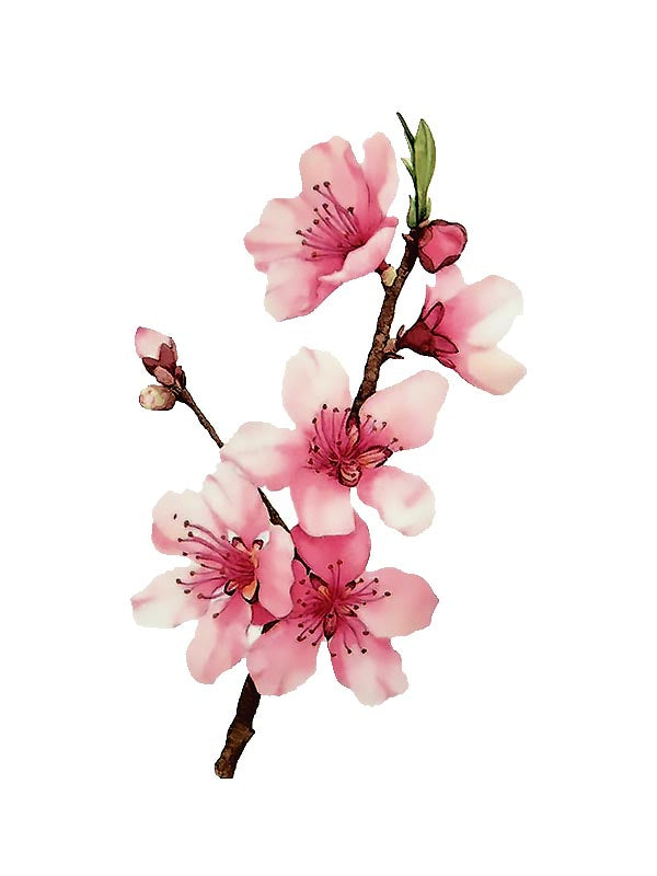 Tatouage Temporaire Fleurs de Cerisier