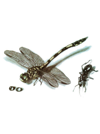 Tattoo-Forest: Tatouage Temporaire Libellule Fourmi Insecte