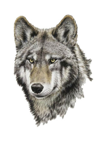 Tattoo-Forest: Tatouage Temporaire Loup Animal Sauvage