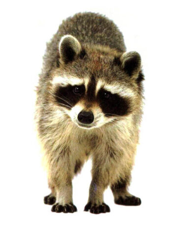 Tattoo-Forest: Tatouage Temporaire Raton Laveur Animal Sauvage